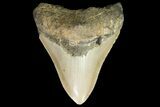Bargain, Megalodon Tooth - North Carolina #89787-2